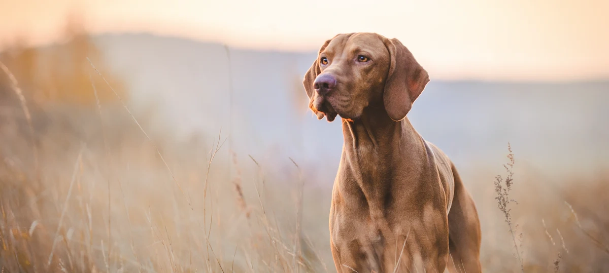 Planning for Animals